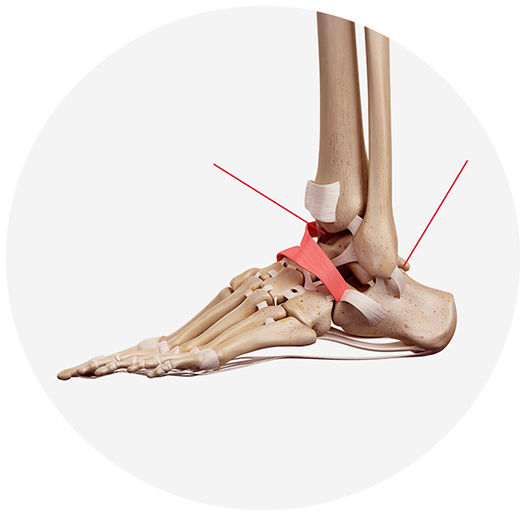 foot-bone
